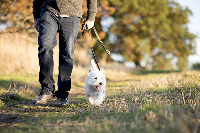 Man and dog walking together outside